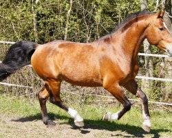 dressage horse Churchill Pbm CH (Freiberger, 2015, from Cysco)