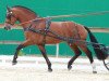 dressage horse Henriccione CH (Freiberger, 2010, from Henrique)