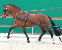 dressage horse Henriccione CH (Freiberger, 2010, from Henrique)