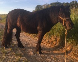 Pferd CHANTAL V GRAETHEIDE (Shetland Pony, 2009, von Friso van de Heuvelshof)