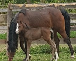 broodmare Gertrud AK (German Riding Pony, 2020, from Kent Nagano WE)