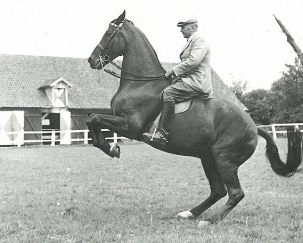 stallion Fanal (Hanoverian, 1933, from Famos)