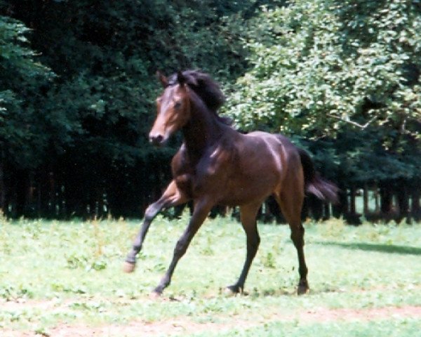 broodmare Ronja (Württemberger, 1997, from Ruehmann)