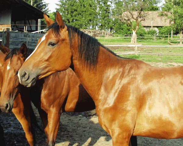 horse Sternschnuppe (Württemberger, 2001, from Sterntänzer)