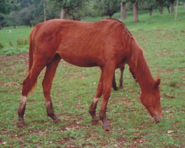 Pferd Montana (Württemberger, 1998, von Mitch)