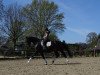 dressage horse Limbo 167 (Swedish Warmblood, 2004, from Danone 4)