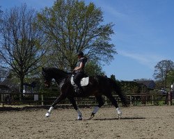 dressage horse Limbo 167 (Swedish Warmblood, 2004, from Danone 4)