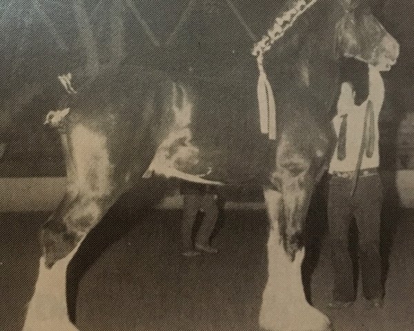 Pferd Liberty Knolls Royal (Clydesdale, 1991, von Olde Pine Tree Donegal)