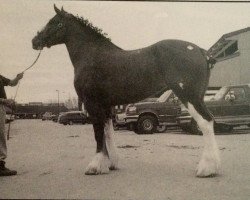 Zuchtstute Liberty Knolls Julie (Clydesdale, 1991, von Olde Pine Tree Donegal)