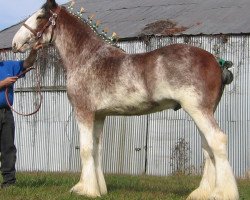 horse Liberty Knolls Goliath (Clydesdale, 2003, from Collessie Crackerjack)