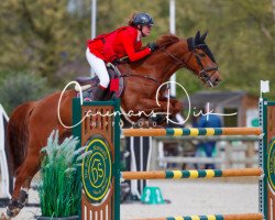 jumper G Star du Cartier (Belgian Warmblood, 2006, from Cartier 187 FIN)