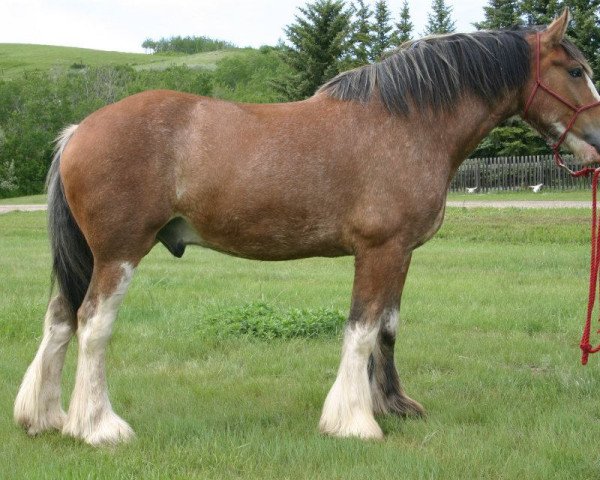 horse Libby's Gunsmoke Billy (Clydesdale, 2006, from Joseph Lake's Gunsmoke)