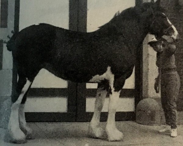 Zuchtstute Lewis Peggy Supreme (Clydesdale, 1978, von Bardrill Glenord)