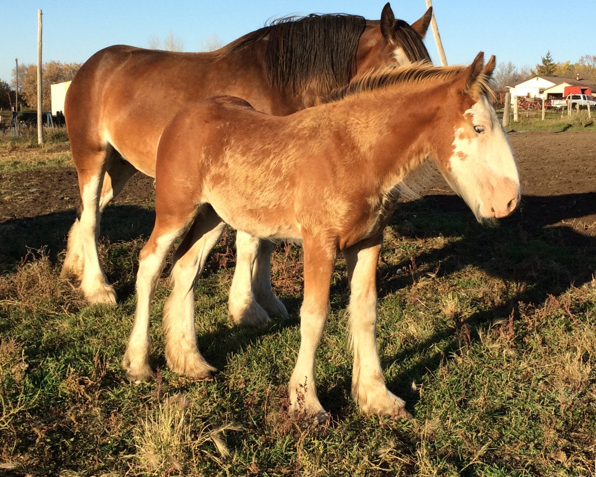 Pferd Hill Topper Star's Shazaam (Clydesdale, 2016, von Doura Rising Star)