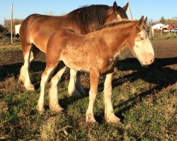 horse Hill Topper Star's Shazaam (Clydesdale, 2016, from Doura Rising Star)