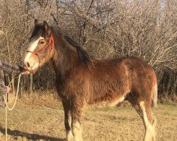 horse Hill Topper Key's Boss (Clydesdale, 2019, from Gor-Dey Key)