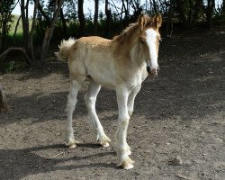 horse Hill Topper Daisy's Mae (Clydesdale, 2017, from Hillmoor Ballad)