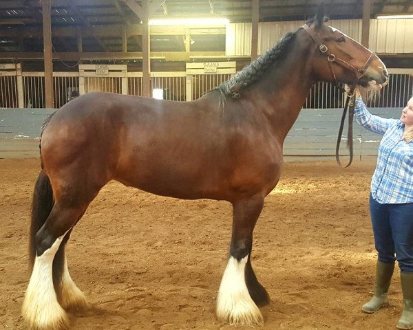 Pferd Legacy's Above All Georgia Belle's (Clydesdale, 2008, von Doura Above All)