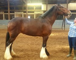 Pferd Legacy's Above All Georgia Belle's (Clydesdale, 2008, von Doura Above All)