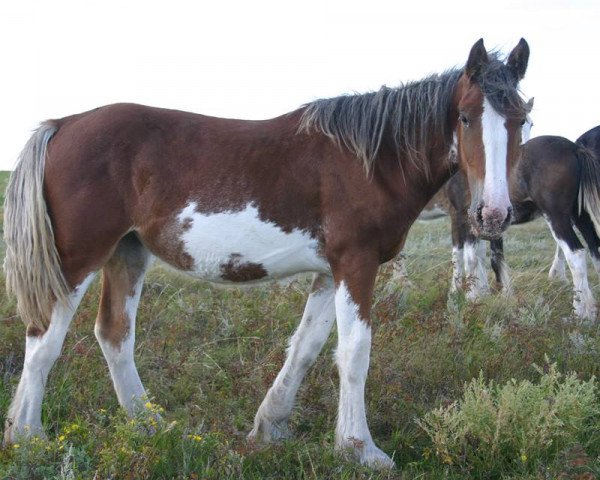 horse Lea's Thor God of Thunder Mya (Clydesdale, 2013, from Renaissance Thor God of Thunder)