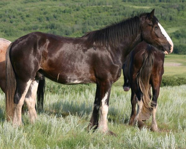 horse Lea's Gunsmoke Lane (Clydesdale, 2011, from Joseph Lake's Gunsmoke)