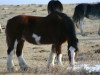 broodmare Penny Sir El Lea (Clydesdale, 2004, from Grandview Sir El Capitan)