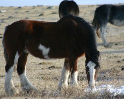 Zuchtstute Penny Sir El Lea (Clydesdale, 2004, von Grandview Sir El Capitan)