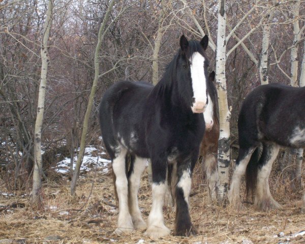 broodmare Lea's Gunsmoke Ellie (Clydesdale, 2009, from Joseph Lake's Gunsmoke)