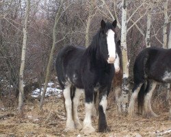 Zuchtstute Lea's Gunsmoke Ellie (Clydesdale, 2009, von Joseph Lake's Gunsmoke)