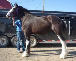 Zuchtstute Leannan's Miss Lady May (Clydesdale, 2010, von Joseph Lake's Geronimo)