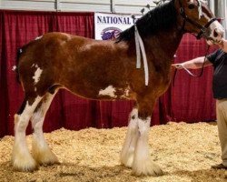 broodmare Plunton Royal Mairead (Clydesdale, 2008, from Thistle Ridge Royal Blitz)