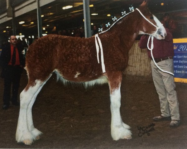 horse Leabra's Prima Breah (Clydesdale, 2014, from Alamar L.S. Lightning)