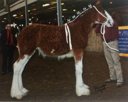 Pferd Leabra's Prima Breah (Clydesdale, 2014, von Alamar L.S. Lightning)