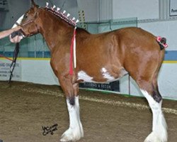 horse Leabra's L.S. Gunner (Clydesdale, 2016, from Alamar L.S. Lightning)