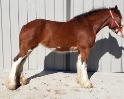 horse Leabra's Joanneelizabethtaylor (Clydesdale, 2015, from Cawood Supreme Mcquaid)