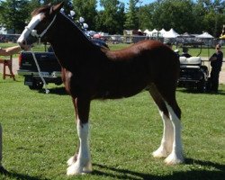 horse Leabra's Beau Marmotte (Clydesdale, 2013, from Zorra Highland Captain)