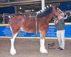 horse Leabra's Cashanova (Clydesdale, 2012, from Langbank Cash)