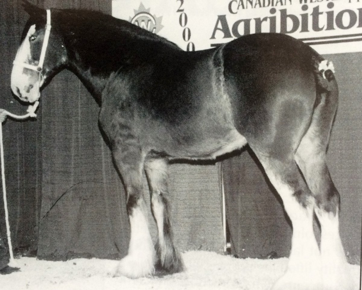 broodmare Lazy A Bailey (Clydesdale, 1992, from Tweedsdale Brunty's Lad)