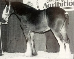 broodmare Lazy A Bailey (Clydesdale, 1992, from Tweedsdale Brunty's Lad)