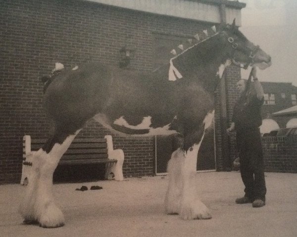 broodmare Laura's Hope of R K Whitney (Clydesdale, 1992, from Olde Pine Tree Winston)