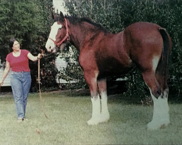 Pferd Lassie's Silver Motion (Clydesdale, 1985, von Shad Rach)