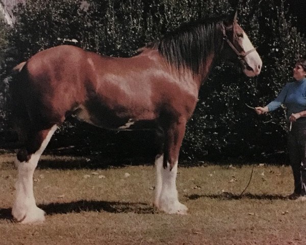 Deckhengst Lassie's Meshach (Clydesdale, 1985, von Shad Rach)