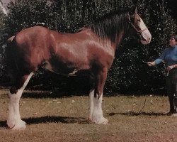 stallion Lassie's Meshach (Clydesdale, 1985, from Shad Rach)