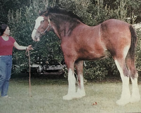 Pferd Lassie's Lillian (Clydesdale, 1983, von Shad Rach)