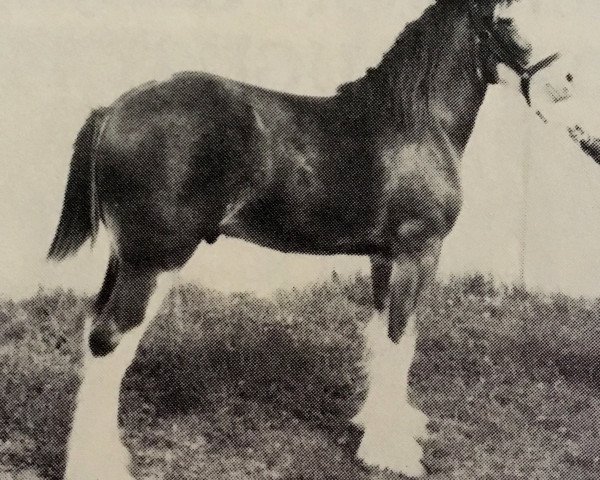 horse Lassie's Fitzgerald (Clydesdale, 1986, from Shad Rach)