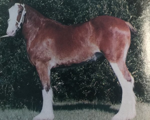 Pferd Lassie's Carolina Sky (Clydesdale, 1984, von T.H.V. Jasper)