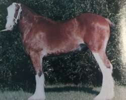 horse Lassie's Carolina Sky (Clydesdale, 1984, from T.H.V. Jasper)