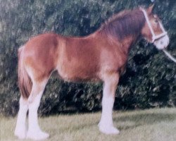 horse Lassie's Amethyst (Clydesdale, 1985, from Rob Roy 10615)