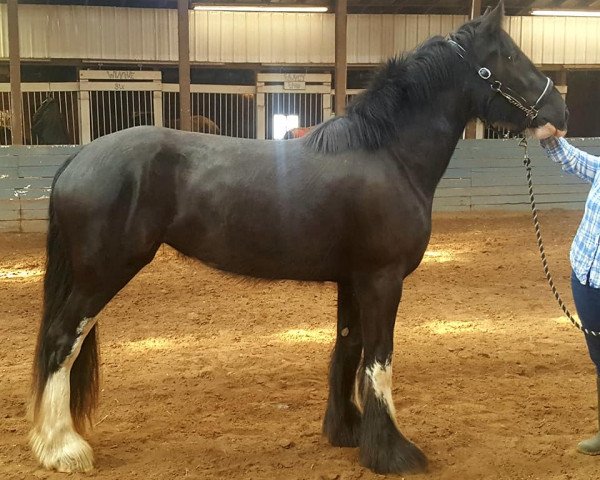 horse Lang's Total Eclipse (Clydesdale, 2017, from Donegal Biscuit)