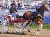 broodmare Langbank Tweedsdale Legacy (Clydesdale, 1999, from Belleau Annett's Adam)